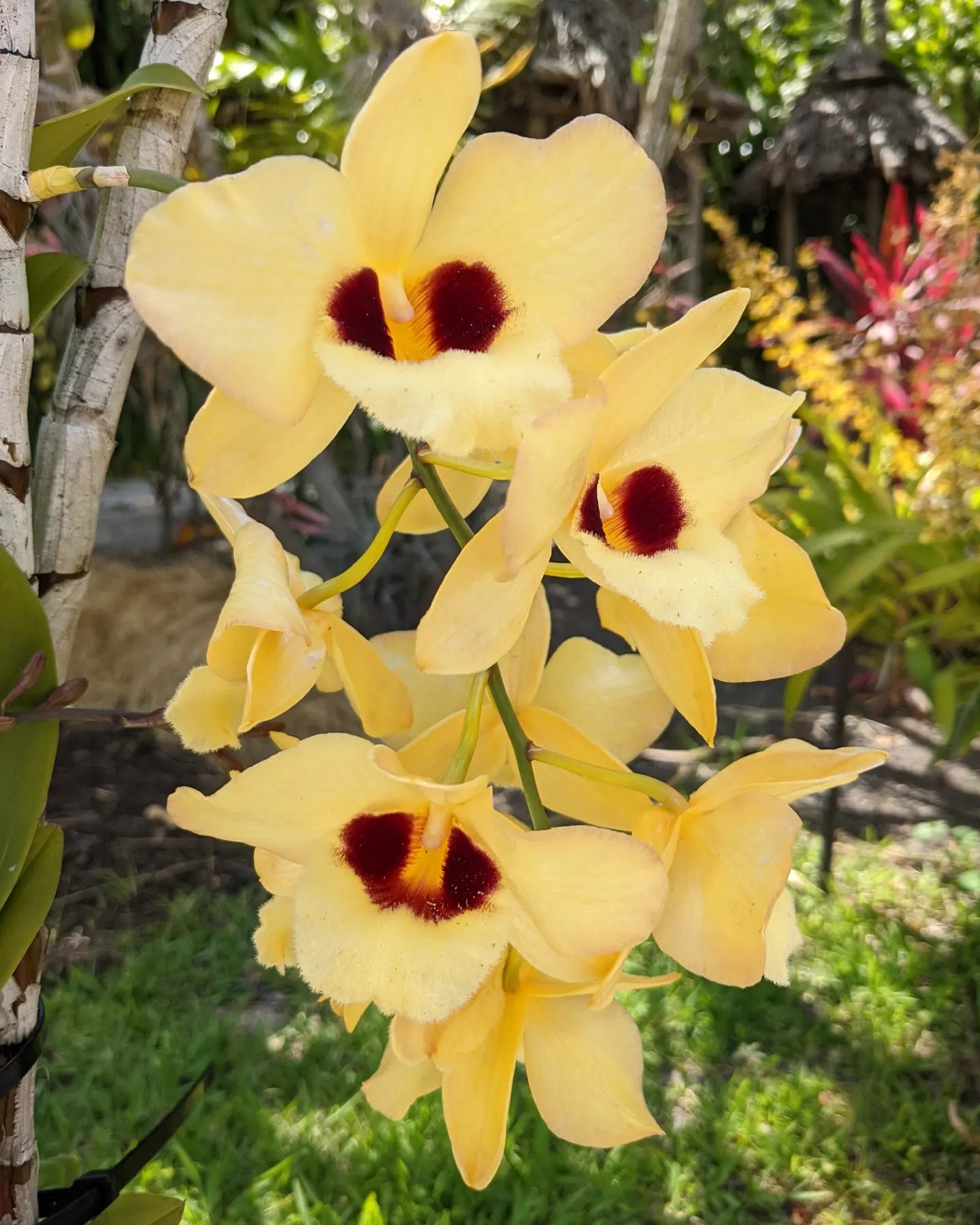Dendrobium