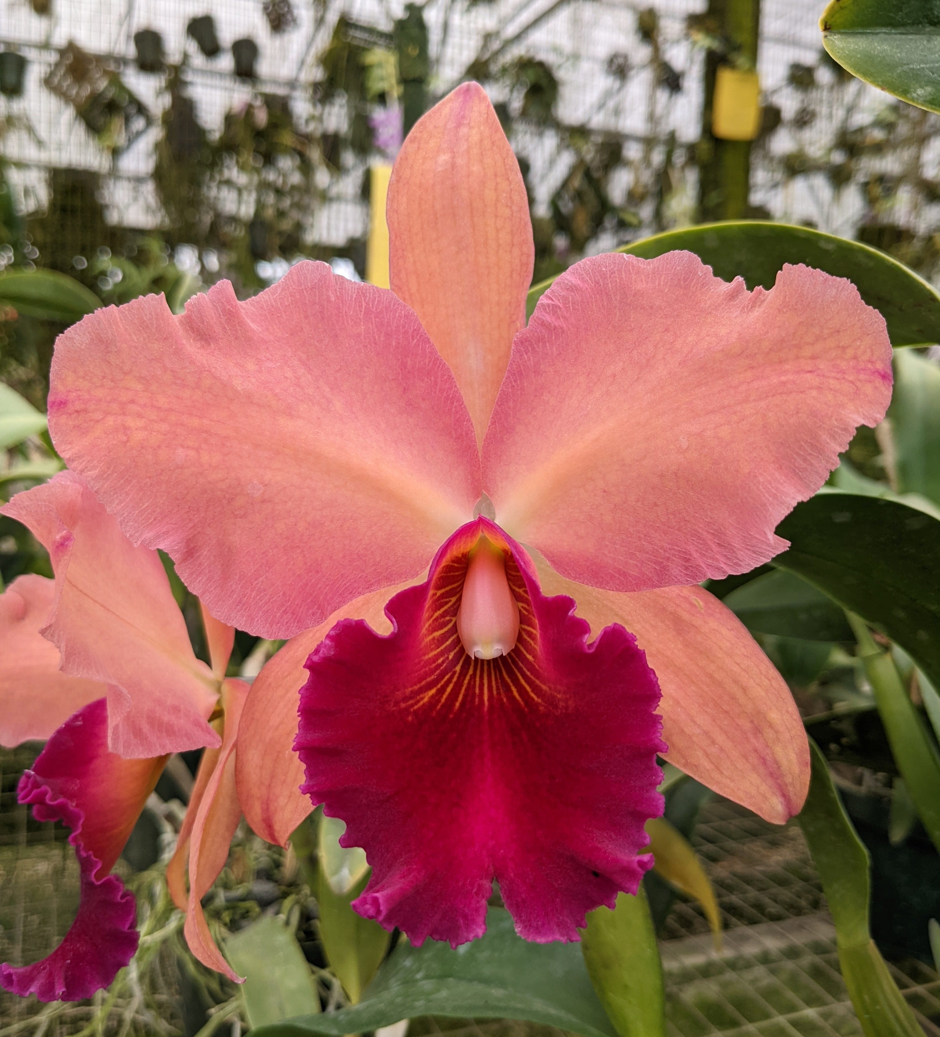 Cattleya Alliance