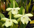 B. glauca 'Quest'