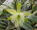 B. digbyana