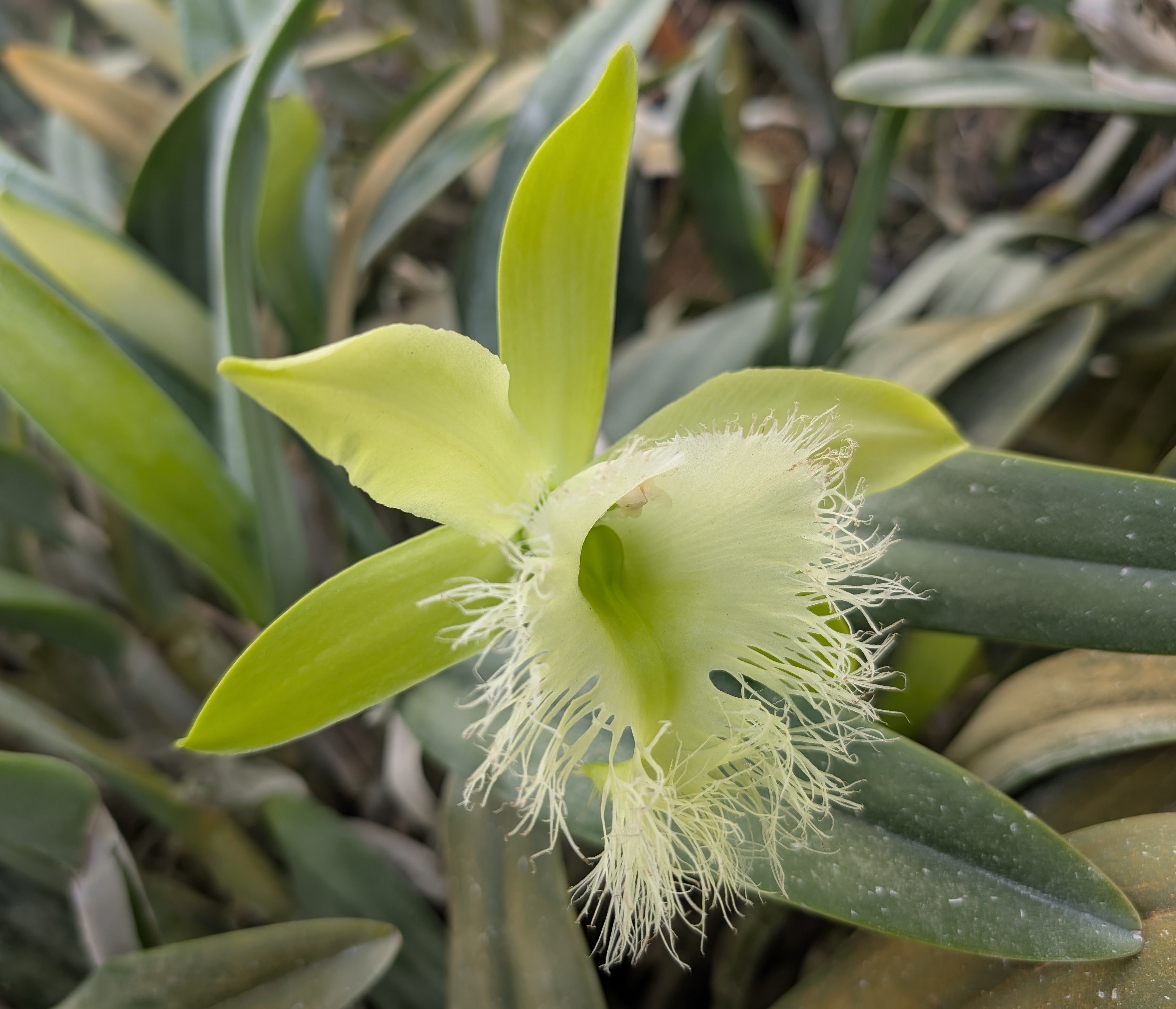 B. digbyana