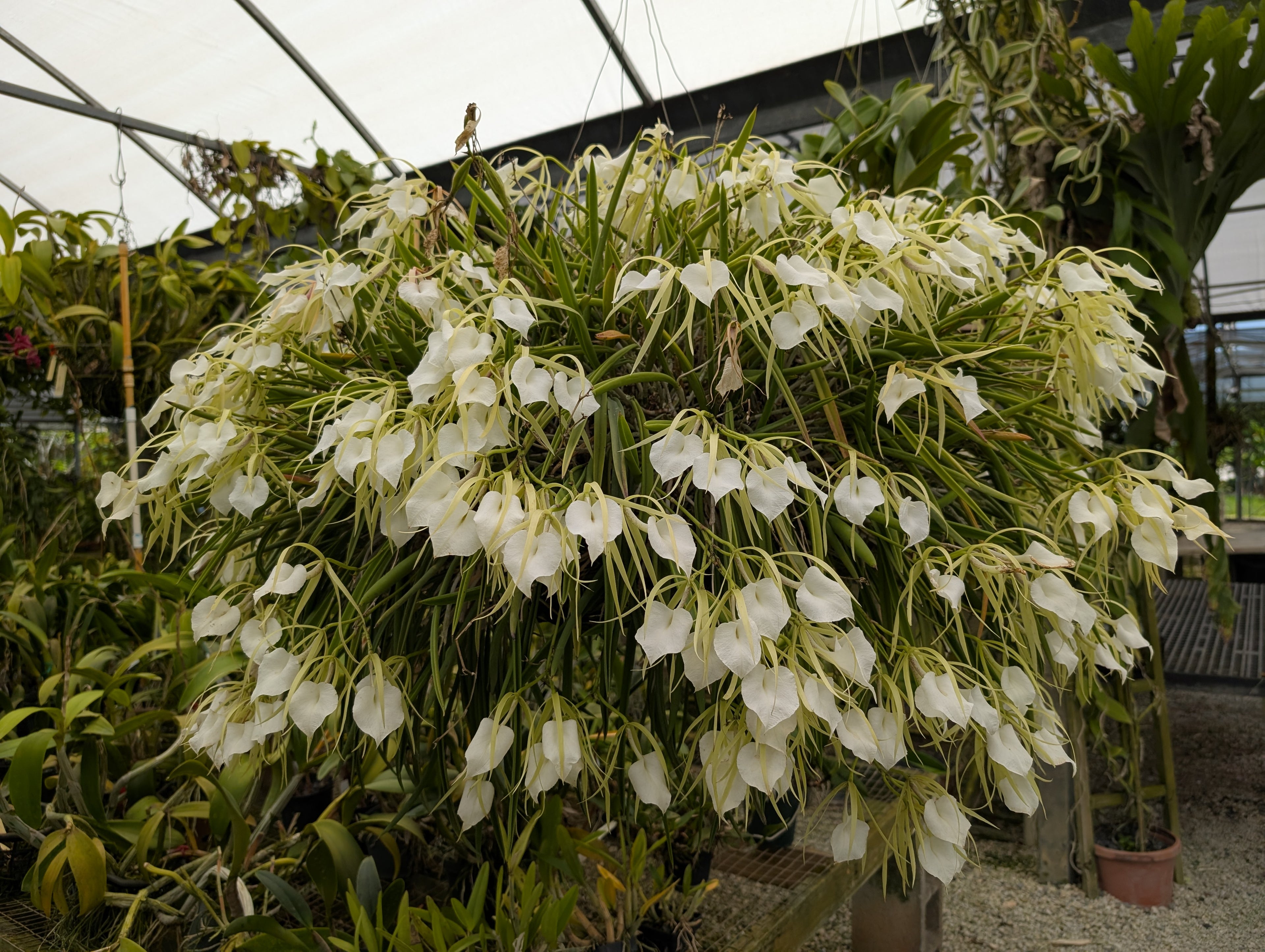 B. nodosa var. grandiflora 'Quest #1'