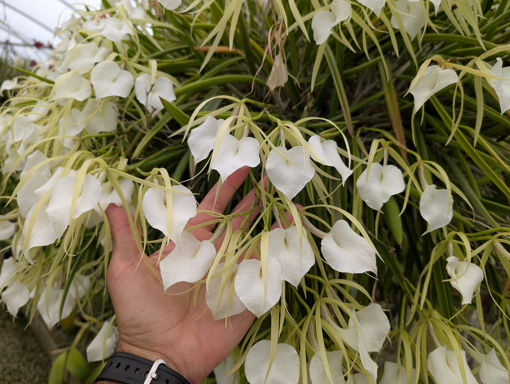 B. nodosa var. grandiflora 'Quest #1'