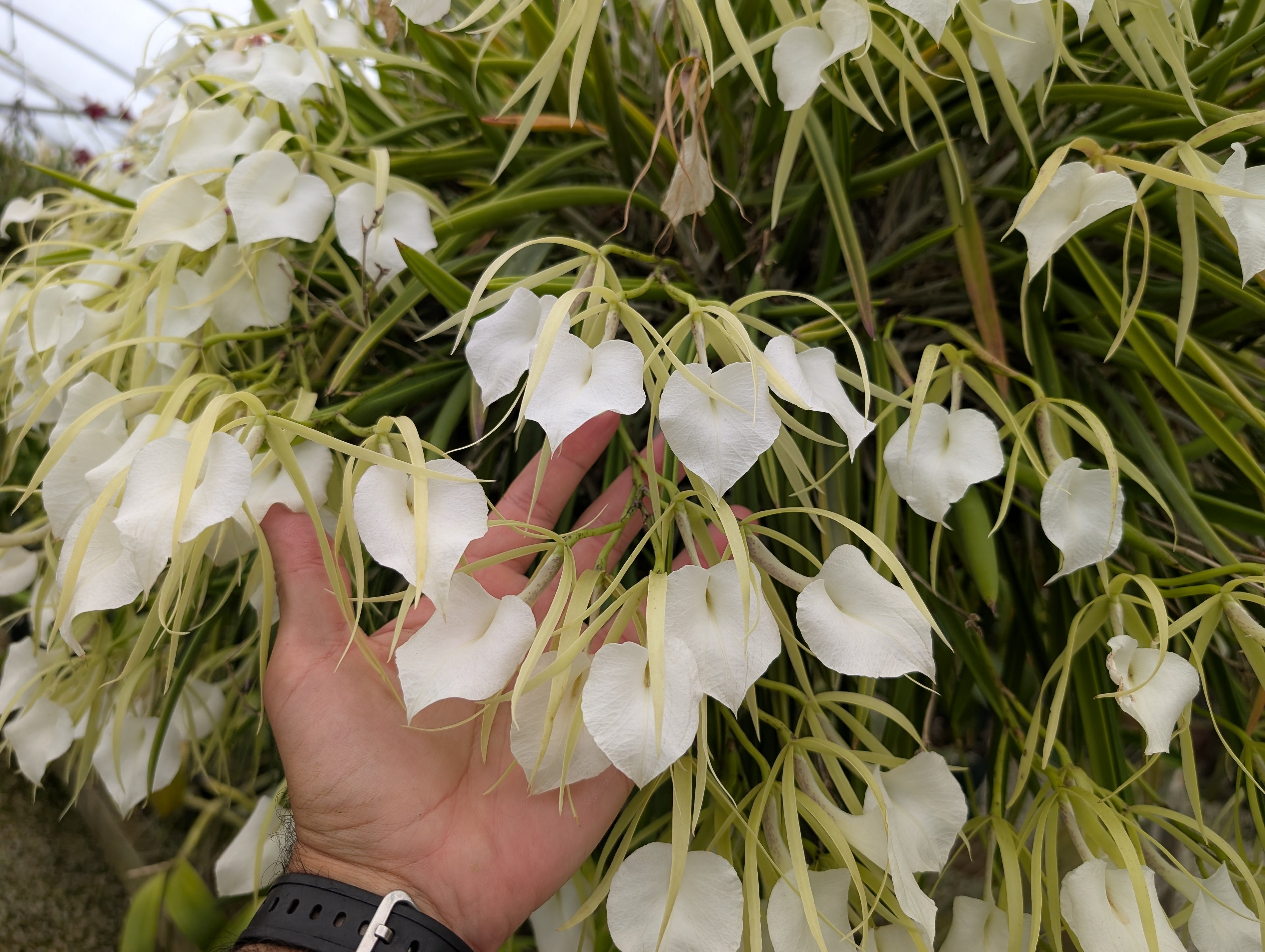 B. nodosa var. grandiflora 'Quest #1'