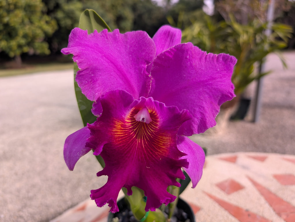 Blc. Amy Wakasugi 'NN'