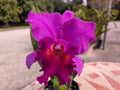 Blc. Amy Wakasugi 'NN'