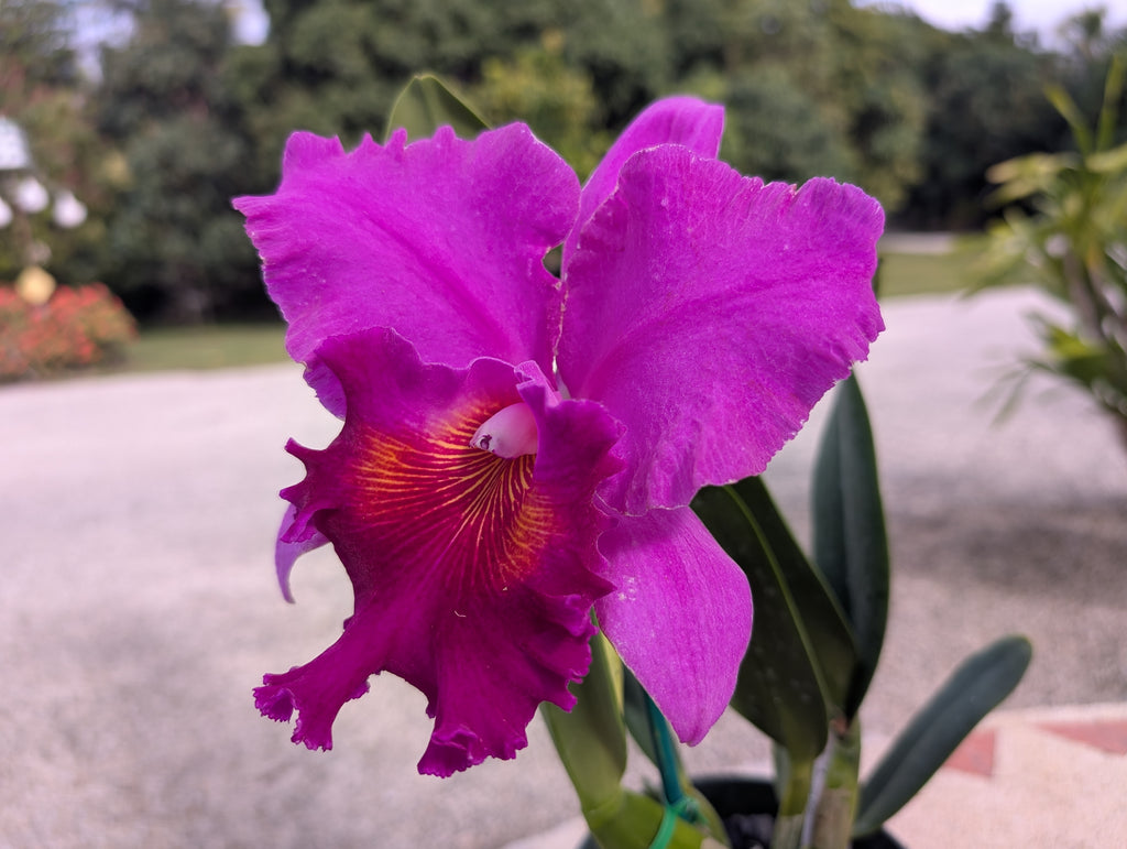 Blc. Amy Wakasugi 'NN'
