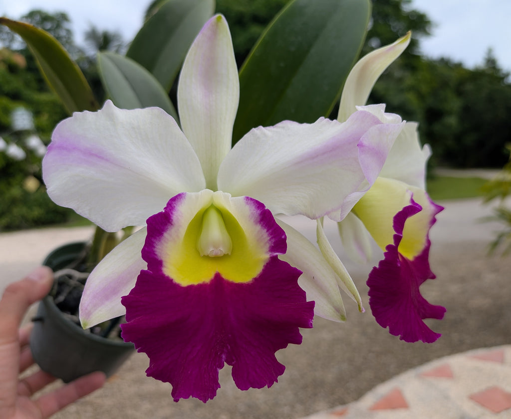 Blc. Mem. Anna Balmores