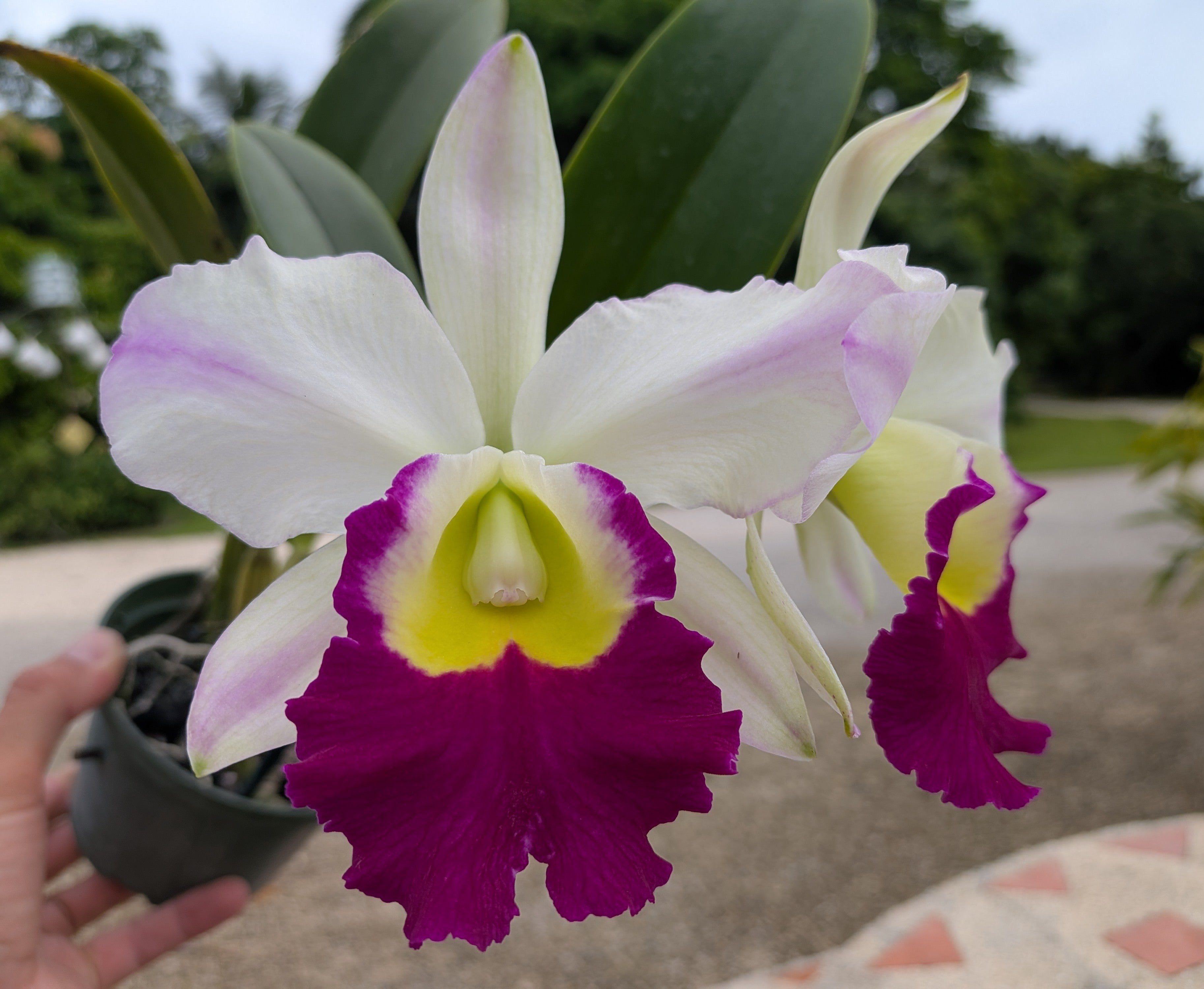 Blc. Mem. Anna Balmores