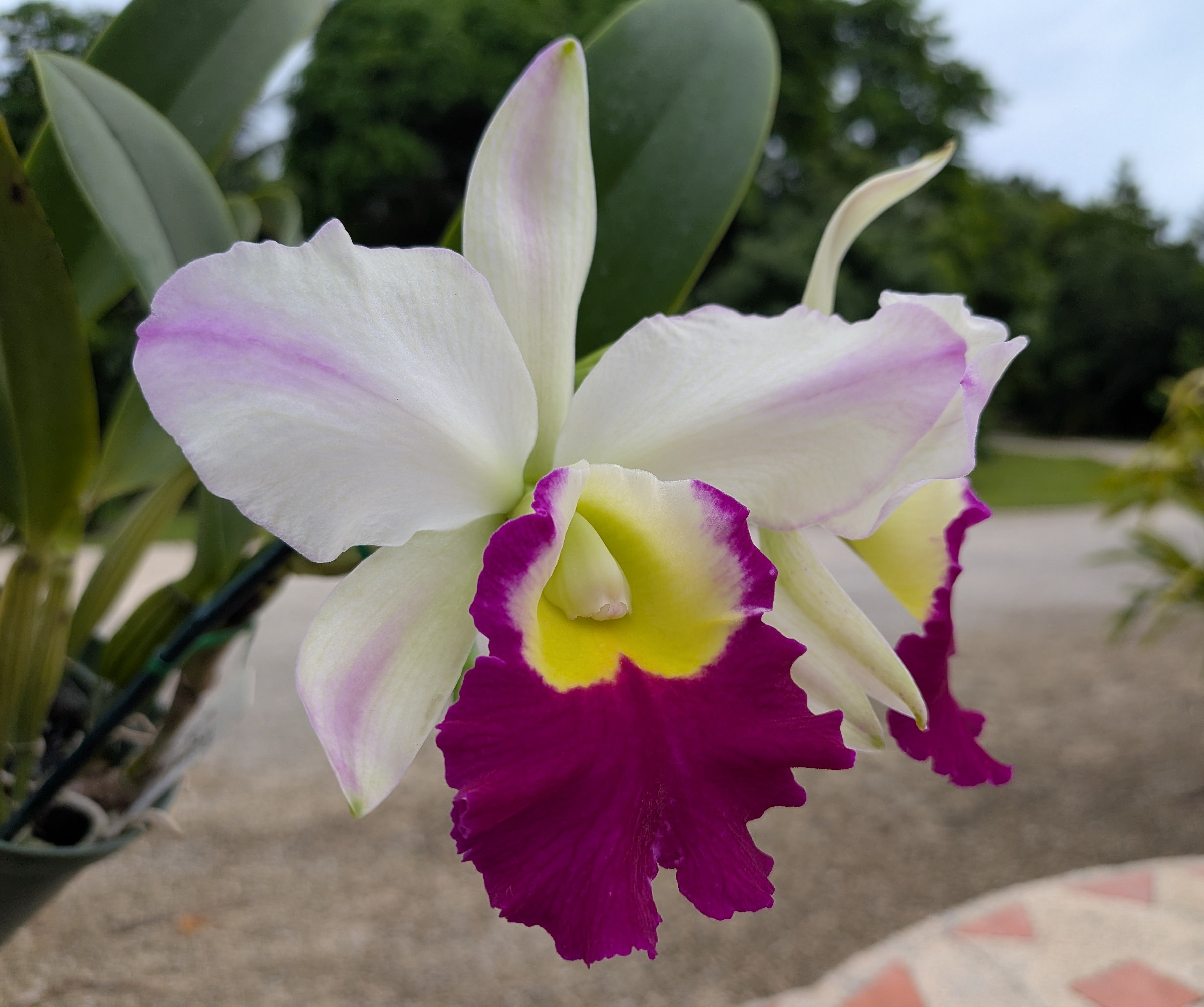 Blc. Mem. Anna Balmores