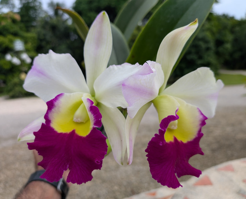 Blc. Mem. Anna Balmores
