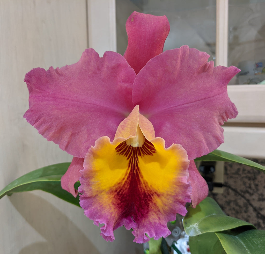 Blc.(Rlc) Candelario Garcia 'Sedona Sunset'