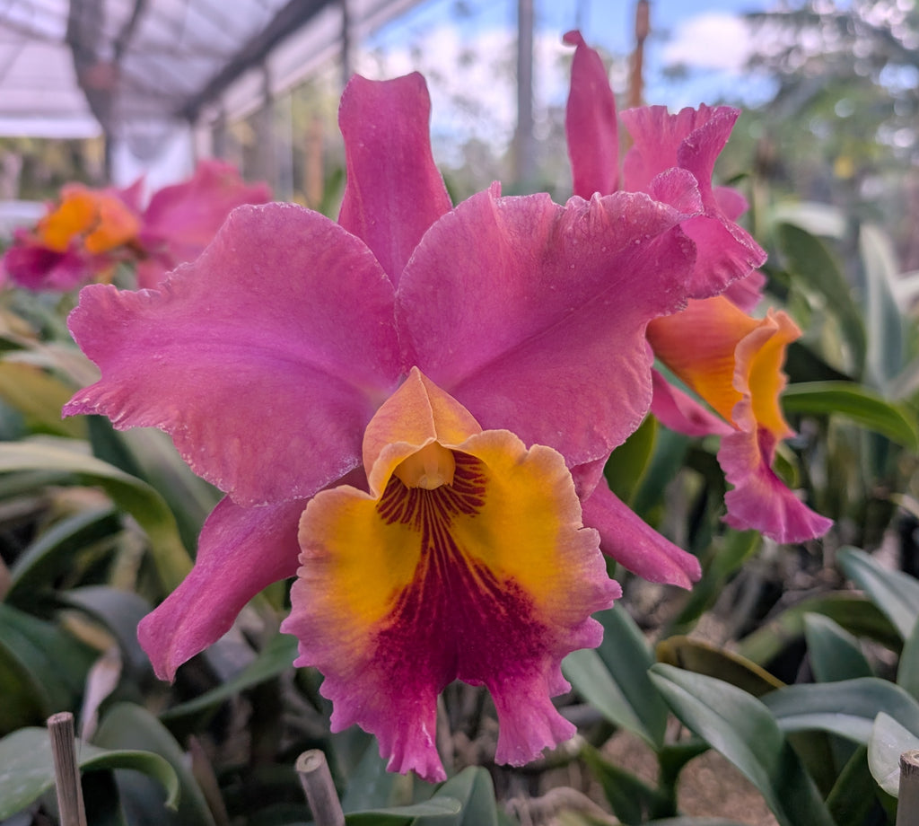 Blc.(Rlc) Candelario Garcia 'Sedona Sunset'