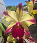Blc. Dora Louise Capan 'Lea' AM/AOS