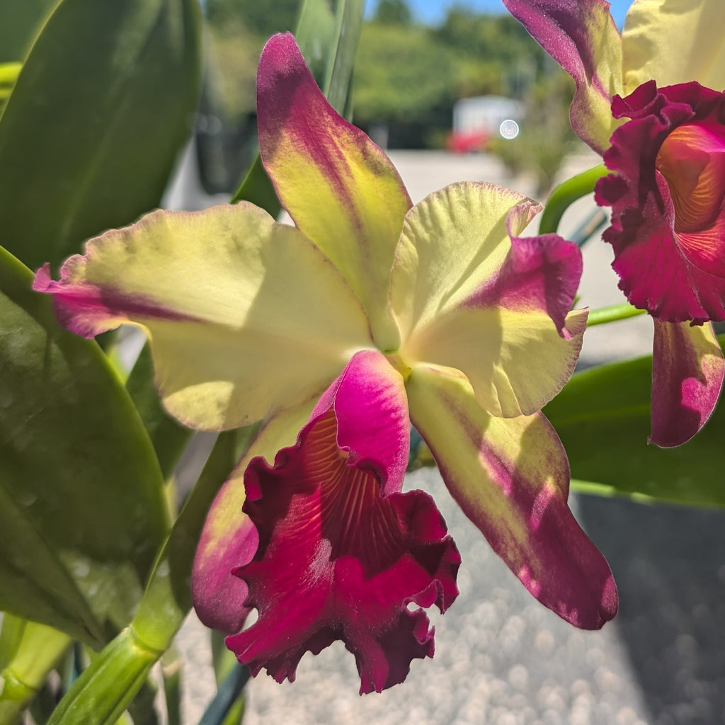 Blc. Dora Louise Capan 'Lea' AM/AOS
