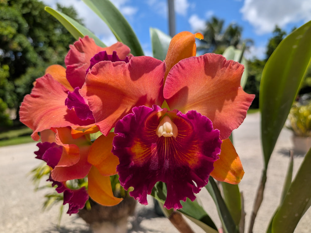 Blc. Focus Taiwan 'Orchis'