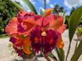 Blc. Focus Taiwan 'Orchis'