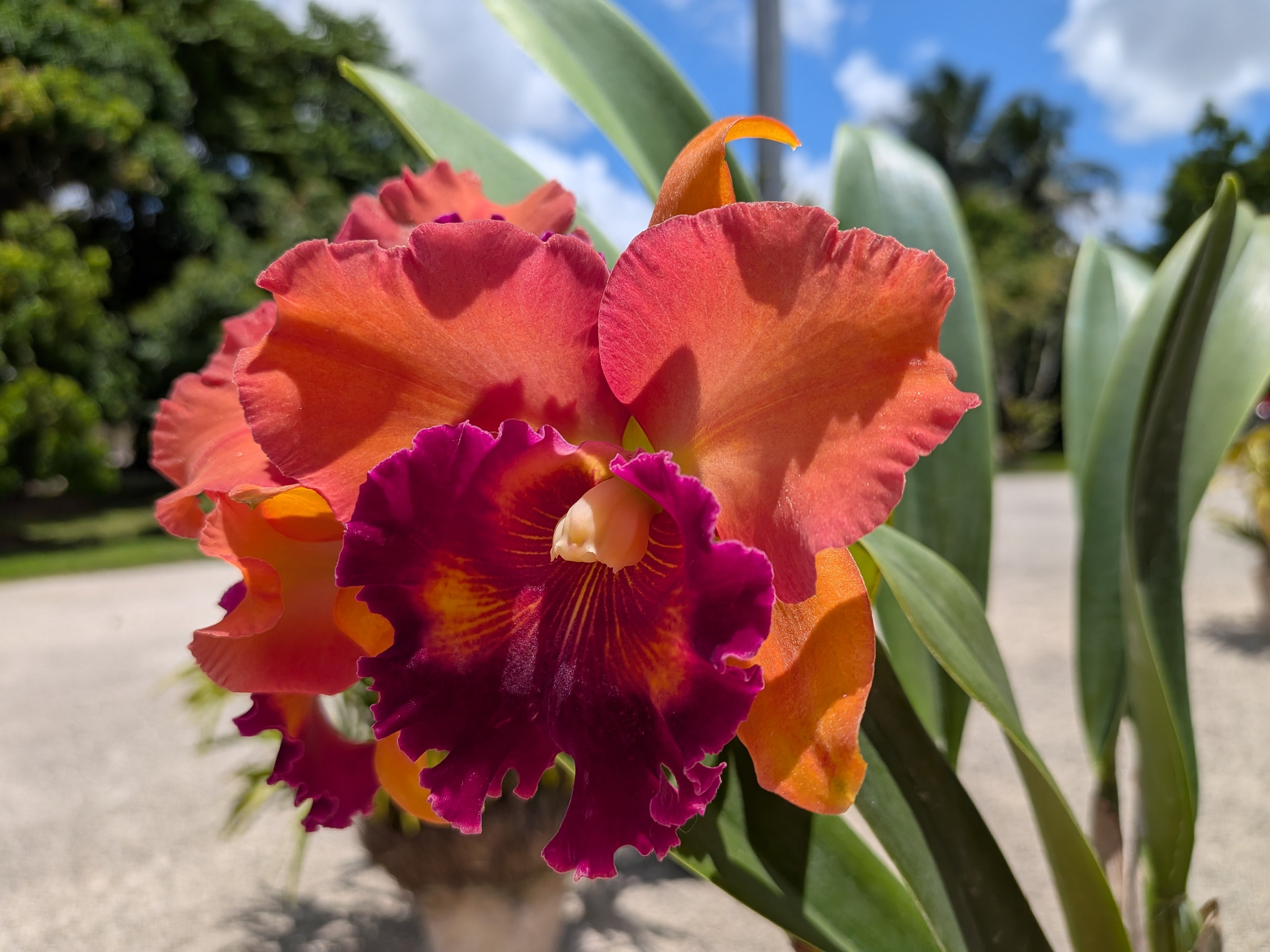 Blc. Focus Taiwan 'Orchis'