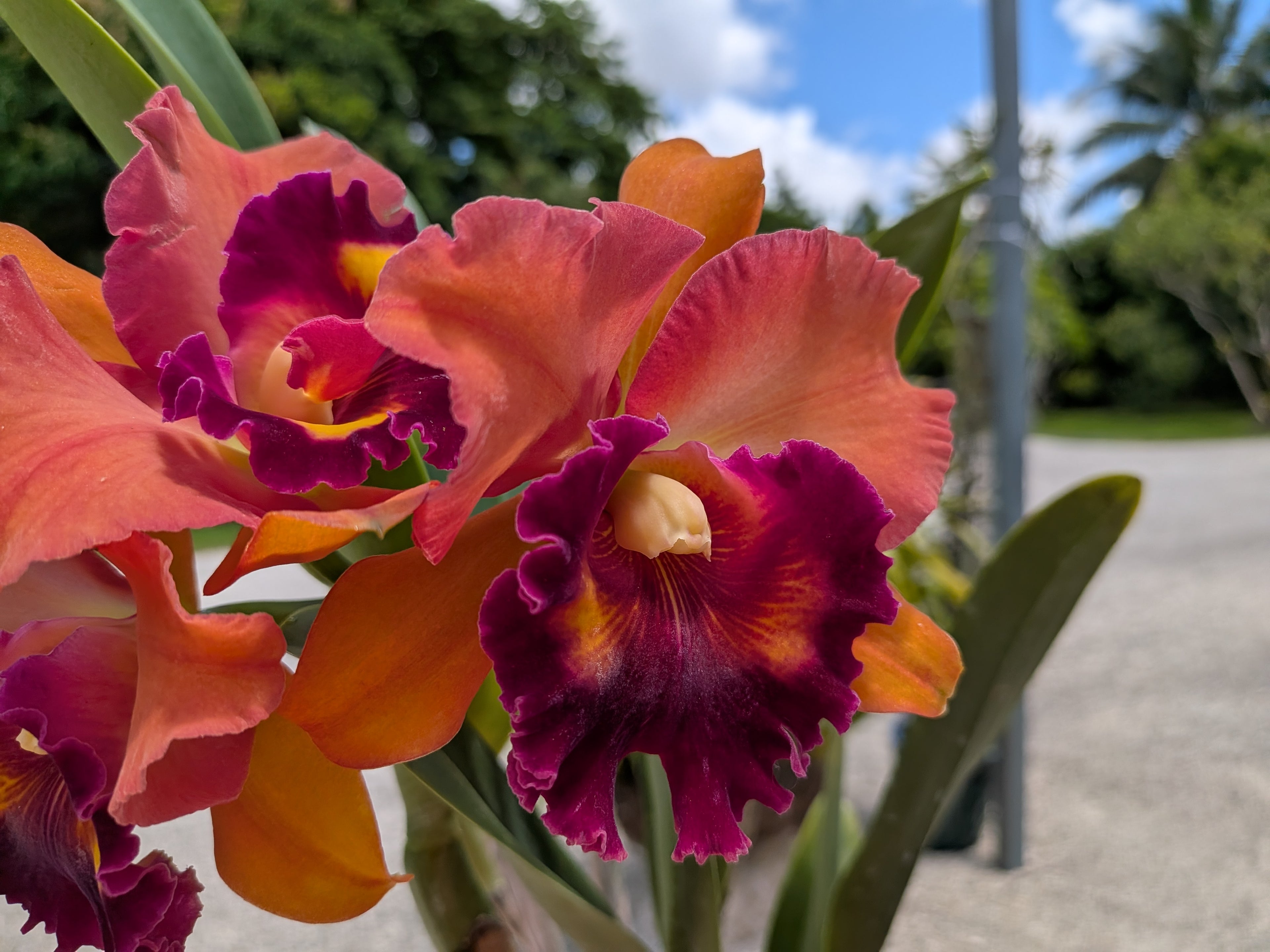 Blc. Focus Taiwan 'Orchis'