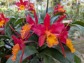 Blc. Lily Marie Almas 'MGR' AM/AOS