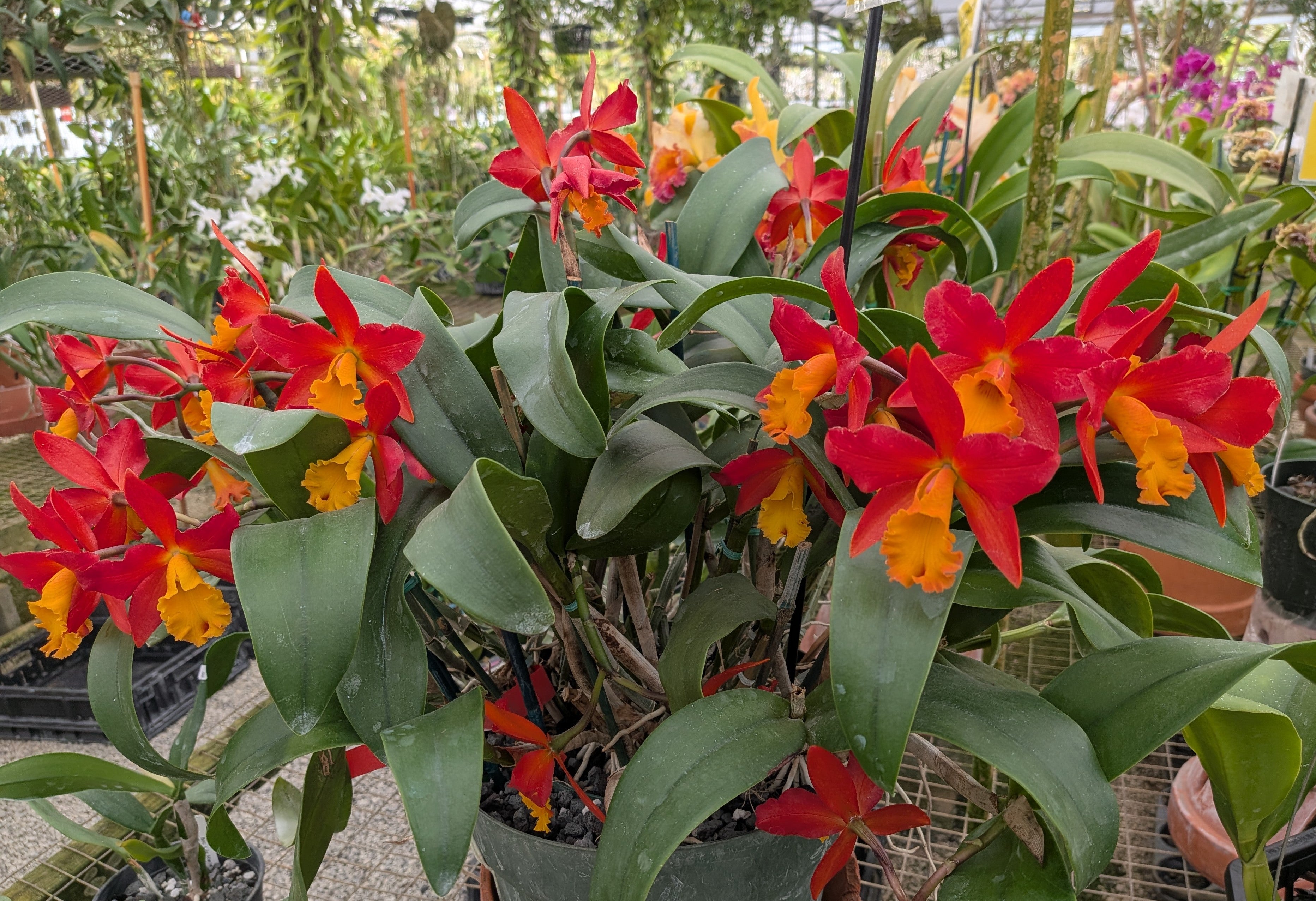 Blc. Lily Marie Almas 'MGR' AM/AOS