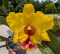 Blc. Monthatip Belle