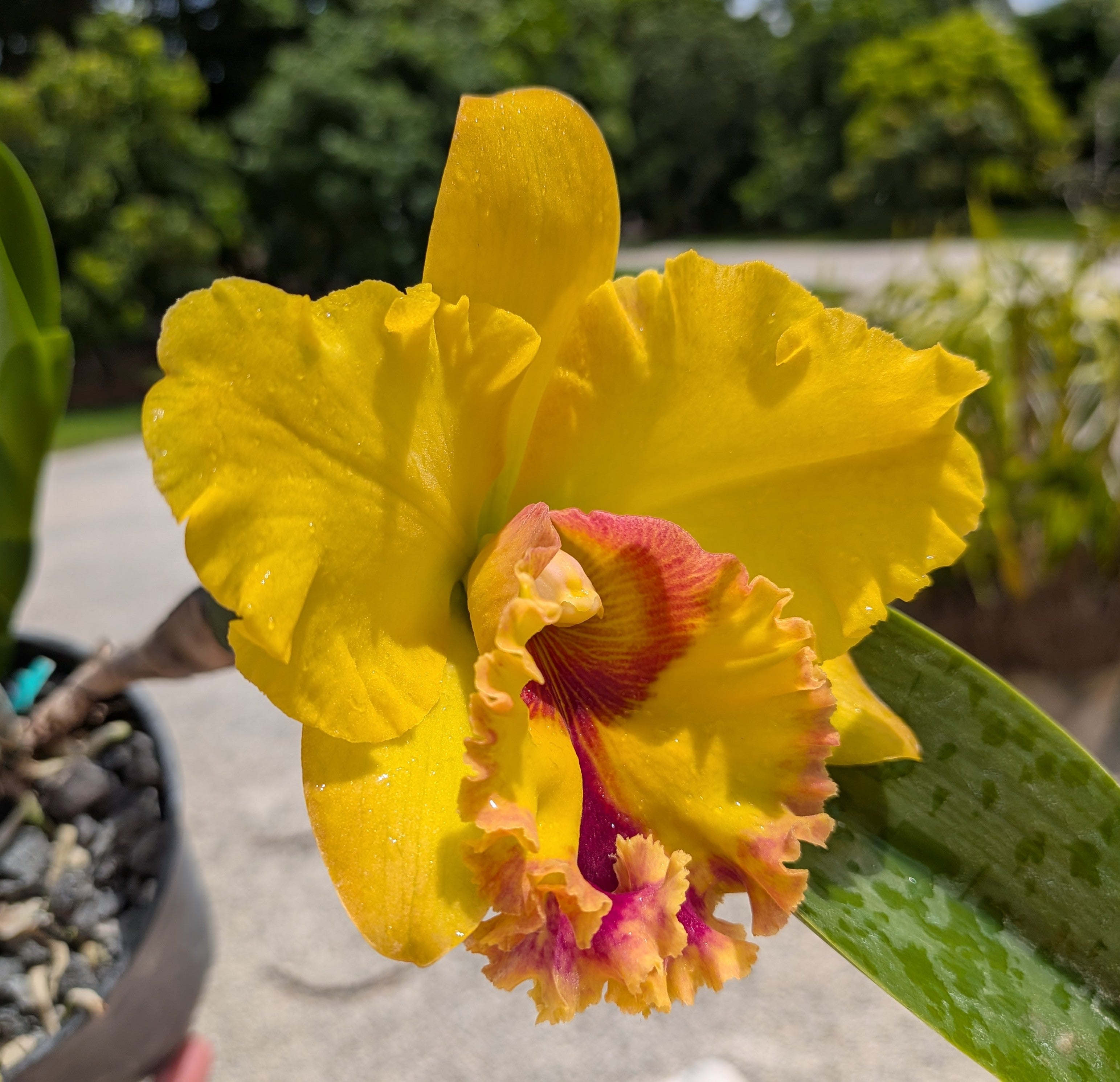 Blc. Monthatip Belle