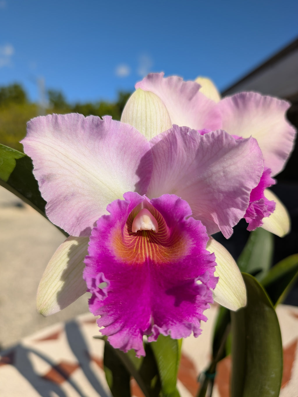 Blc. Pink Diamond