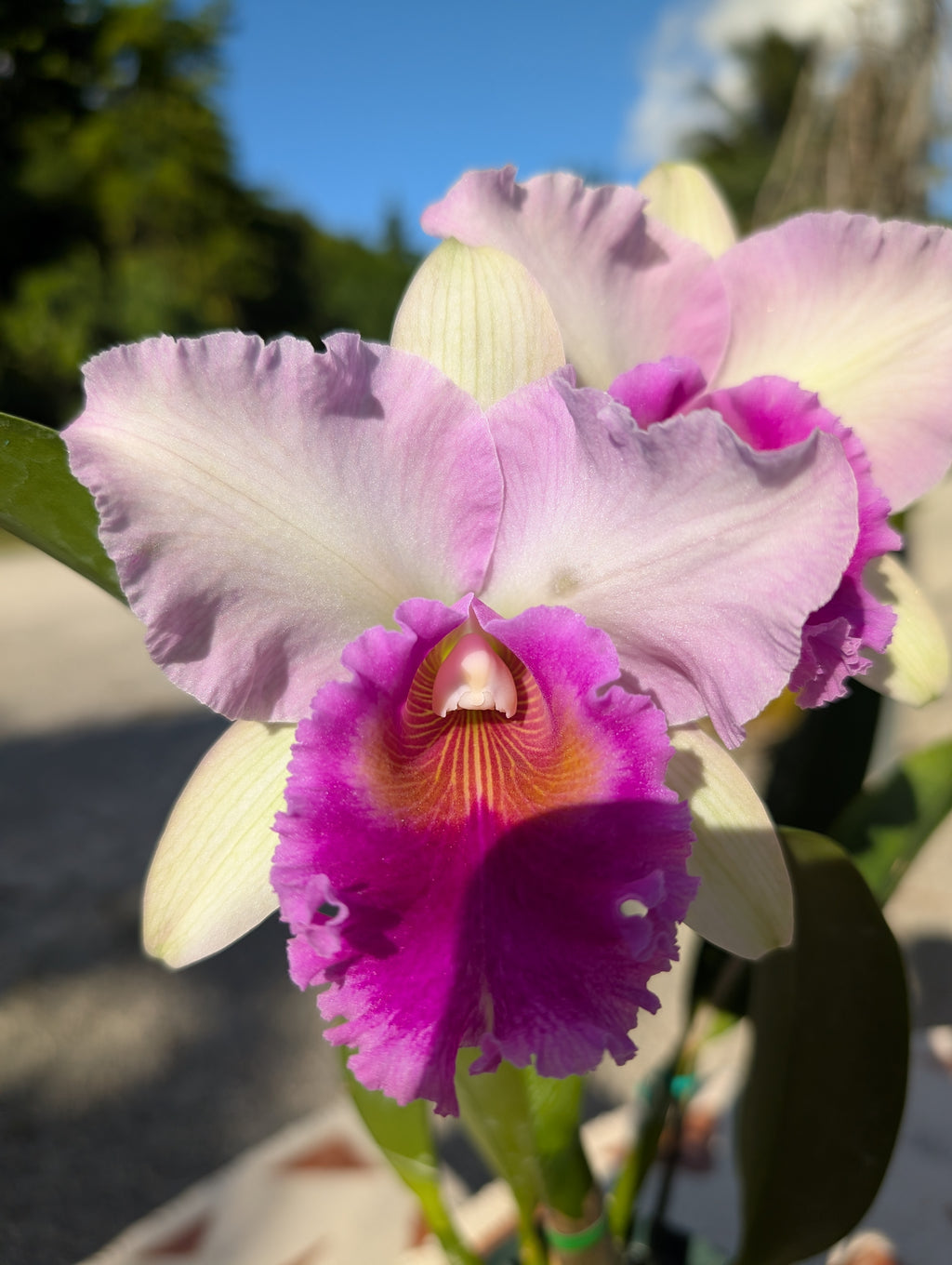 Blc. Pink Diamond