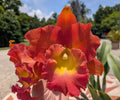 Blc.(Rlc) Star of Siam