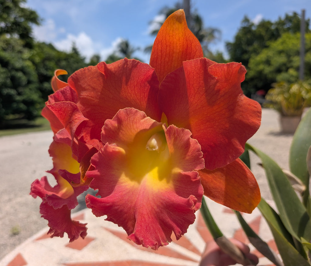 Blc.(Rlc) Star of Siam