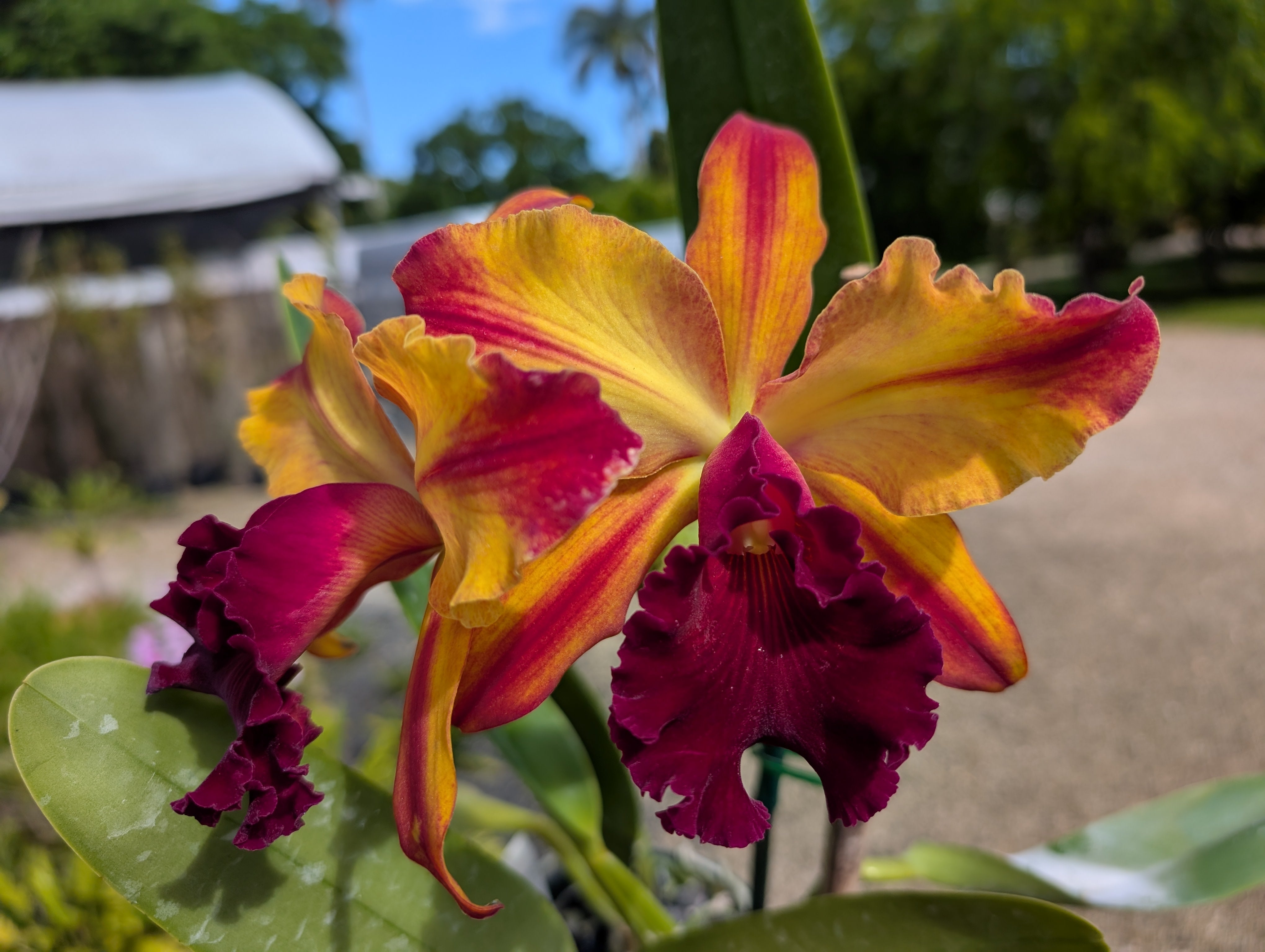 Quest Orchids Gift Card