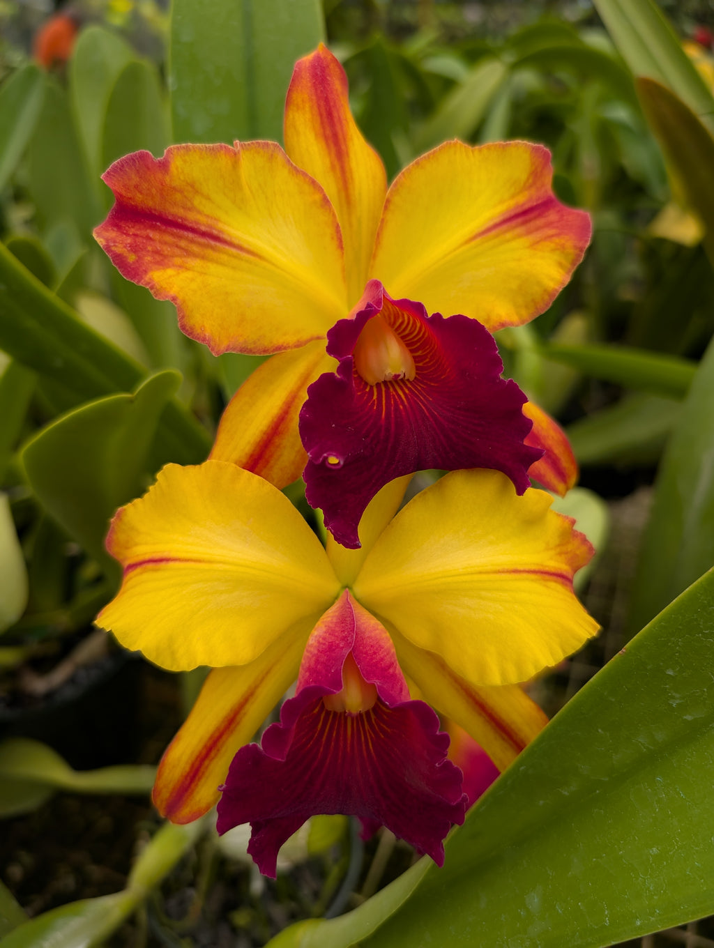 Blc. Toshie Aoki 'Pizazz' AM/AOS