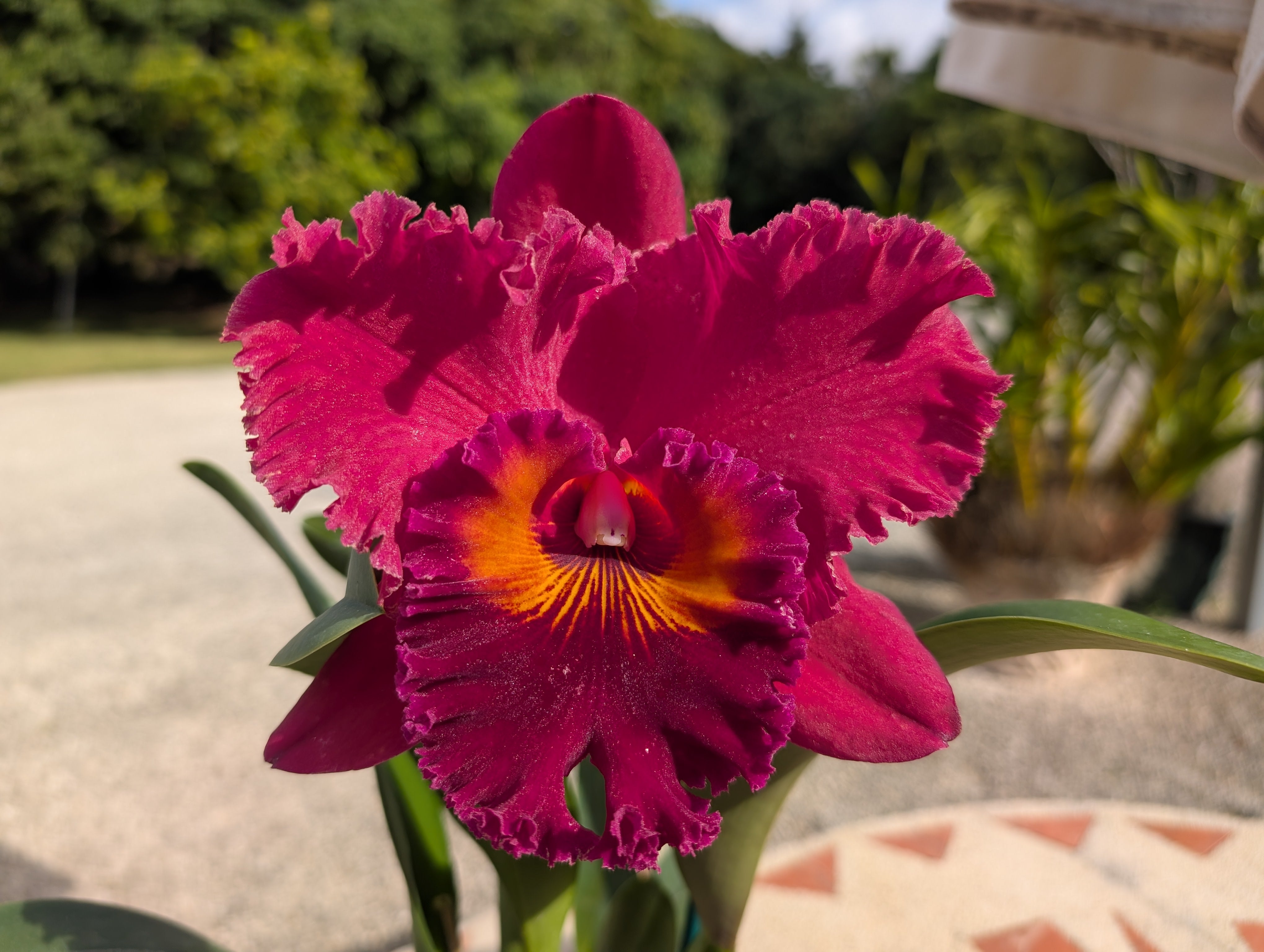 Quest Orchids Gift Card