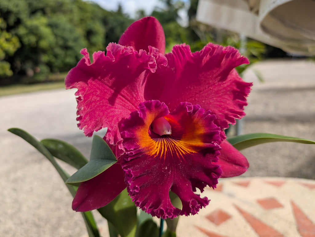 Blc(Rlc). Subprasert Red