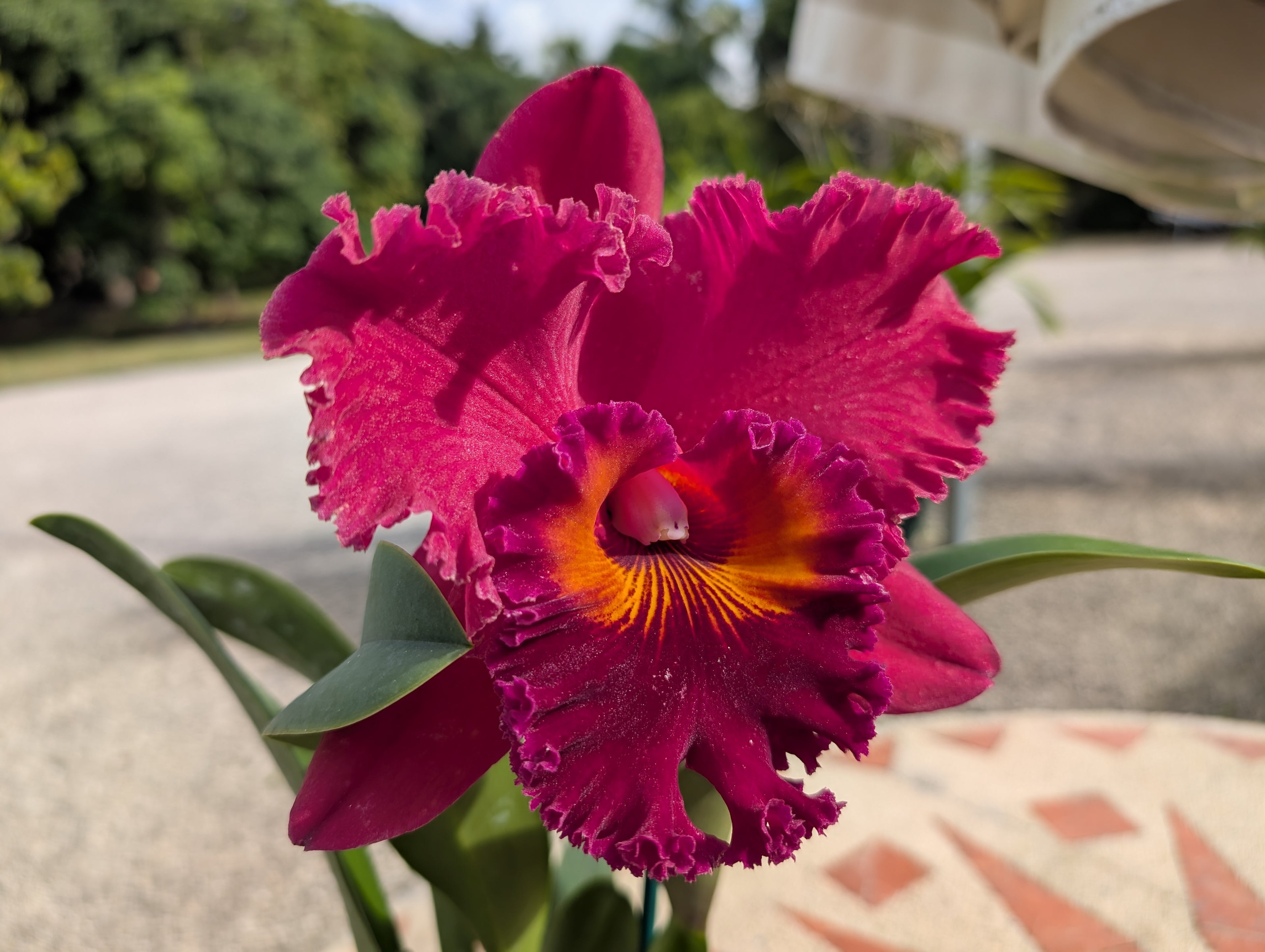 Blc(Rlc). Subprasert Red