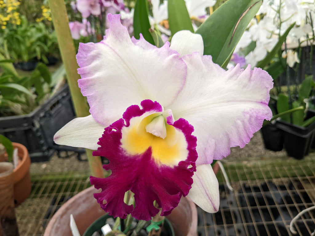 Blc(Rlc). Ann Joi 'No 2'