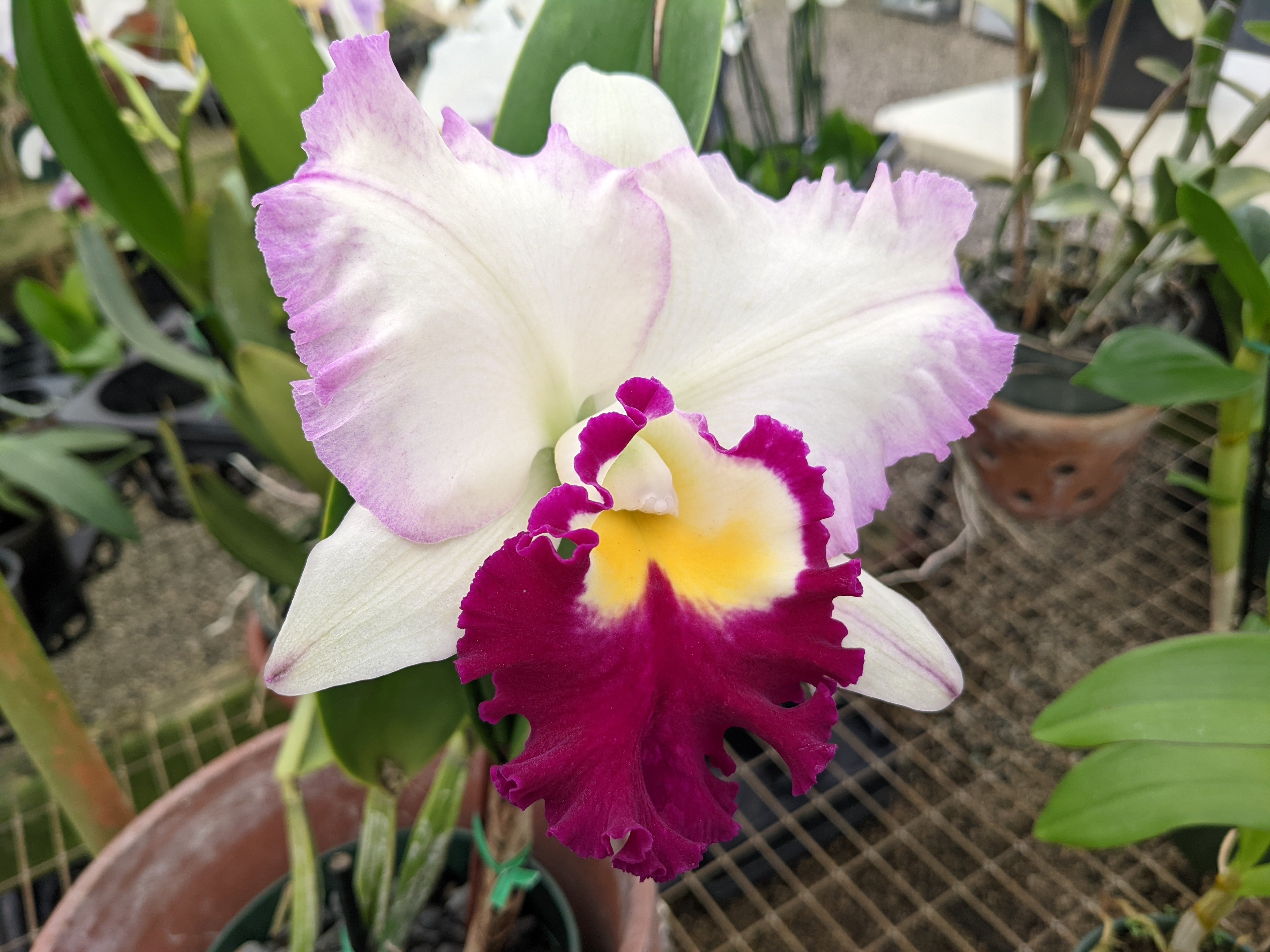 Blc(Rlc). Ann Joi 'No 2'