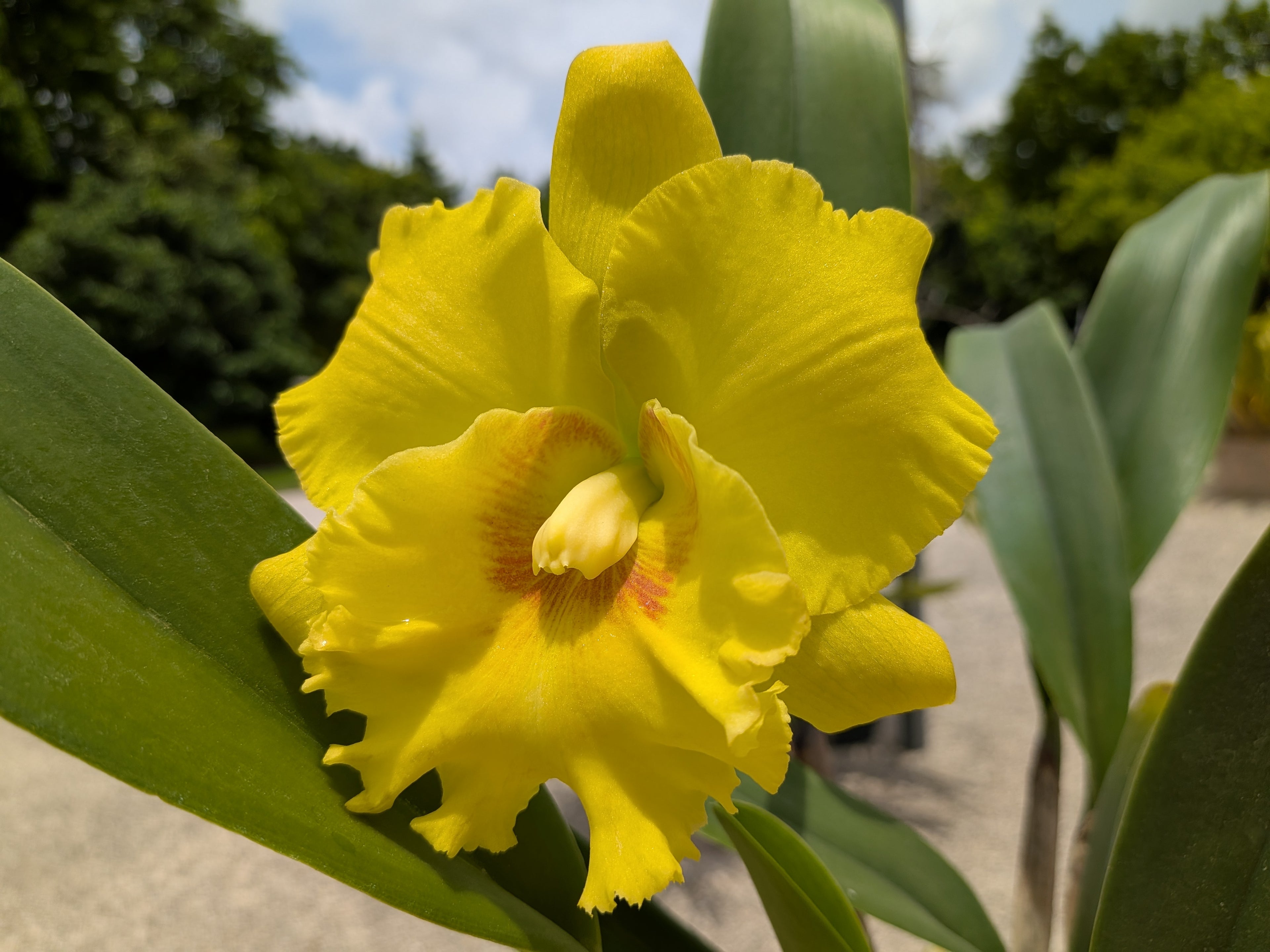 Pot(Rlc). Atardecer Palmareno 'Thongsuk Delight #2'