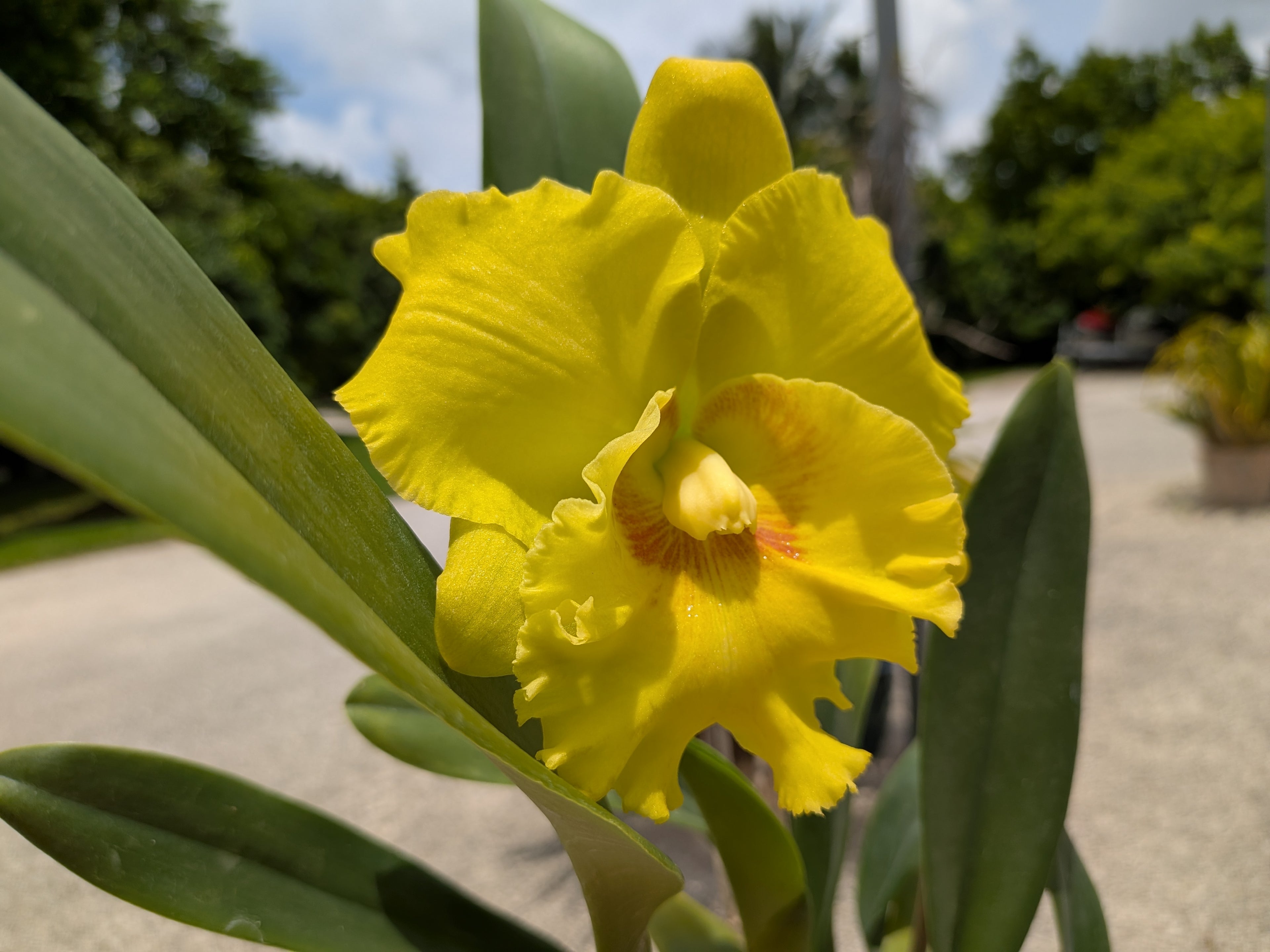 Pot(Rlc). Atardecer Palmareno 'Thongsuk Delight #2'
