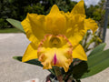 Blc(Rlc). Chao Praya Gold