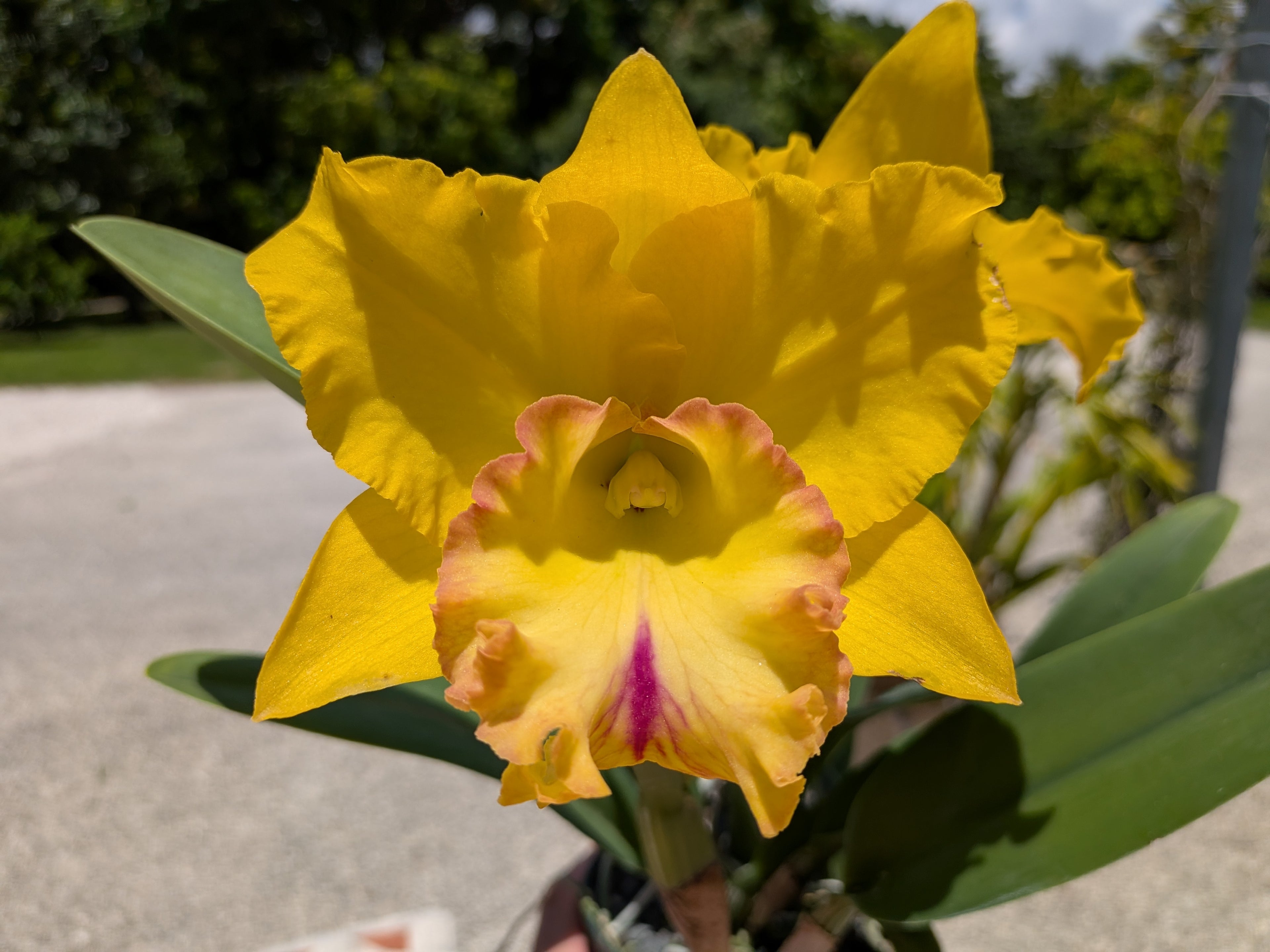 Blc(Rlc). Chao Praya Gold