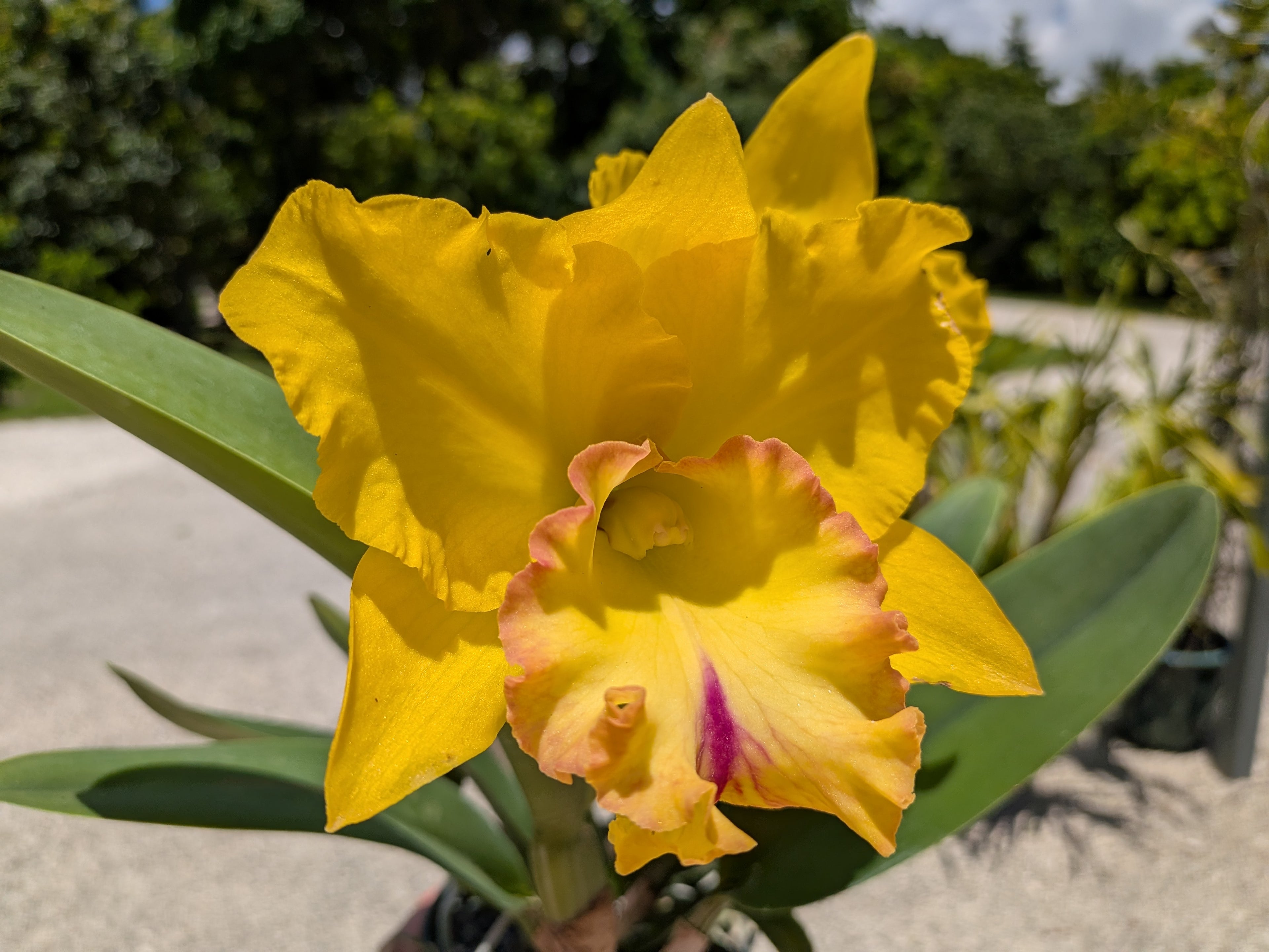 Blc(Rlc). Chao Praya Gold