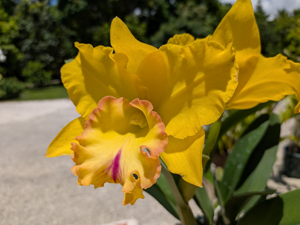 Blc(Rlc). Chao Praya Gold