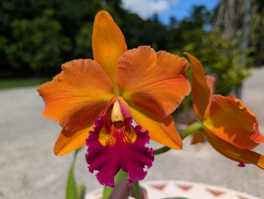 Blc(Rlc). Siam Aurora 'Sunkiss'