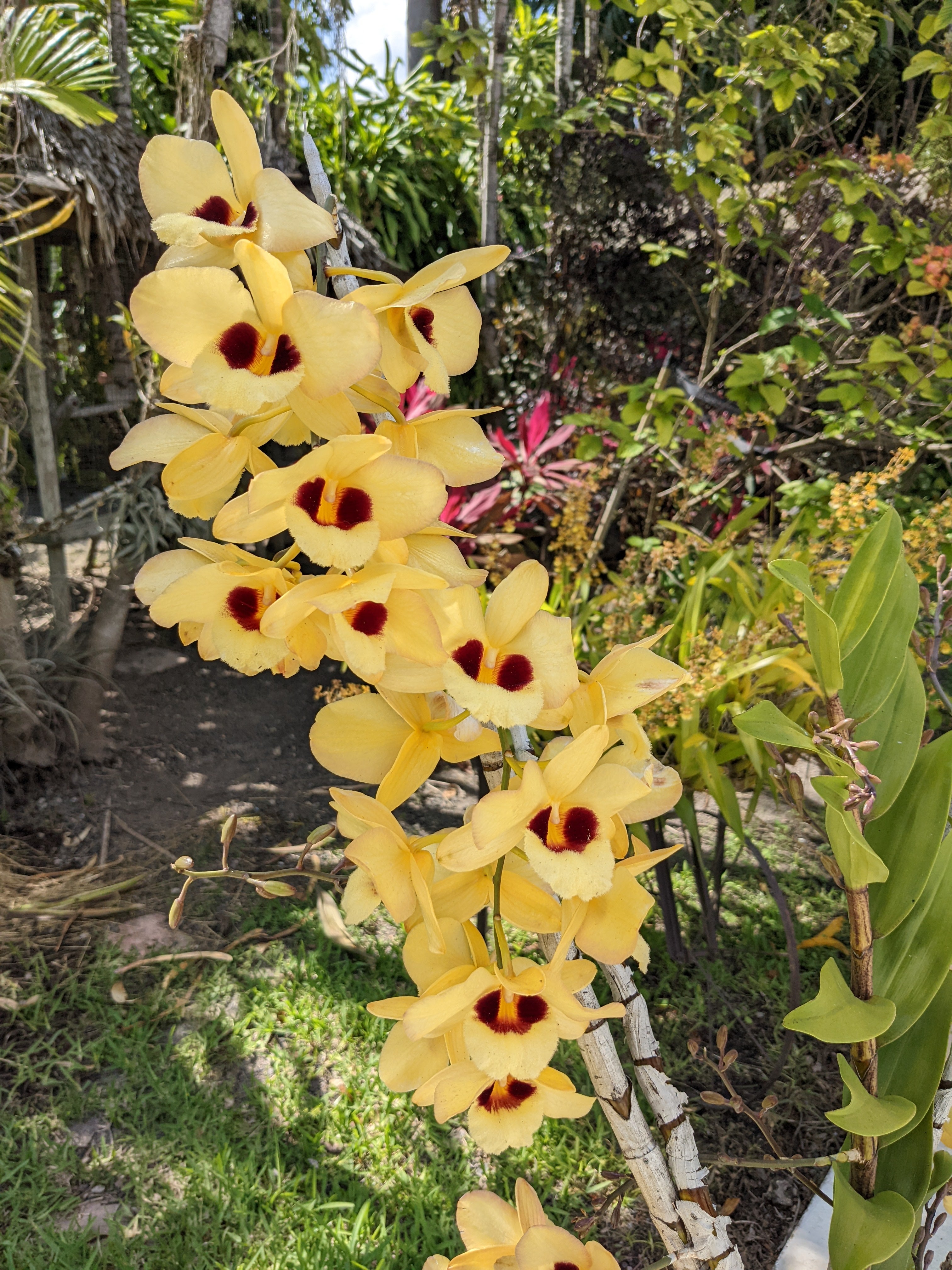 Den. Gatton Sunray