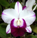 Lc. Mem. Robert Strait 'Island Beauty' AM/AOS