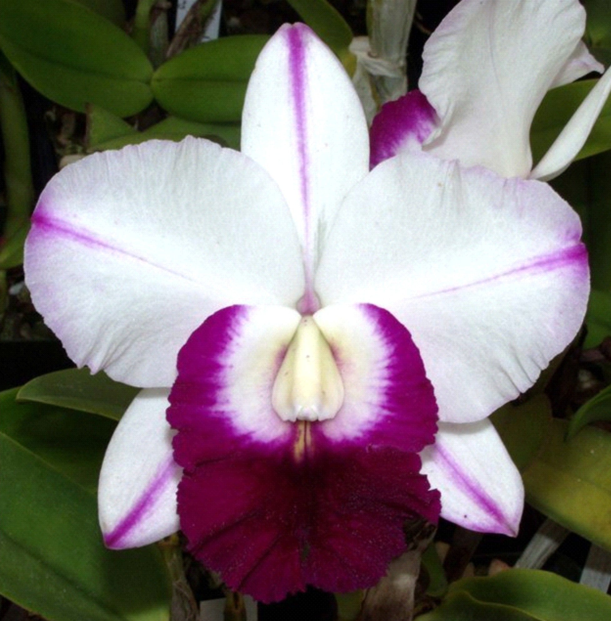 Lc. Mem. Robert Strait 'Island Beauty' AM/AOS