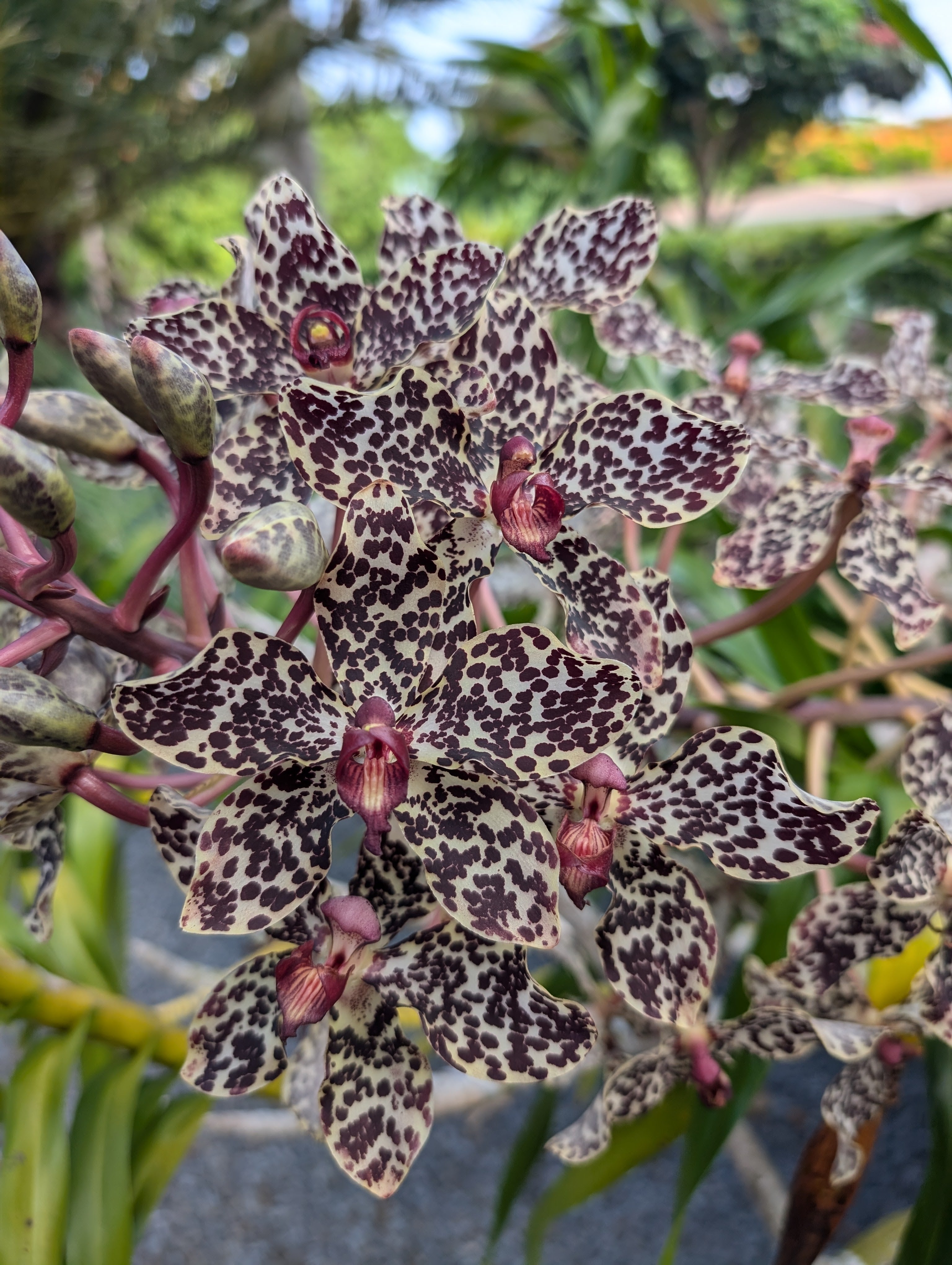 Gram. wallissii