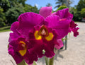 Pot. Dick Smith 'Dark Beauty'